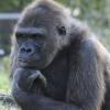 Un gorila pensativo